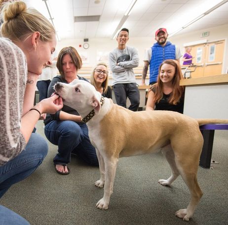 Whistling All Animal Lovers! Pursuing an Animal Service Career at Community College Whistling All Animal Lovers! Pursuing an Animal Service Career at Community College