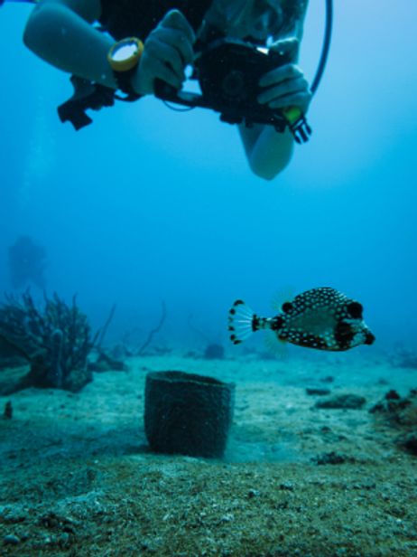 Careers: Marine Biologist Careers: Marine Biologist