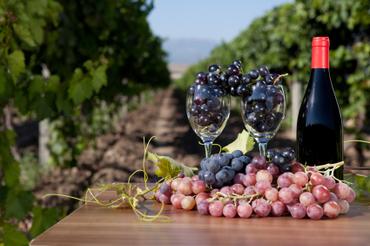 Learn the Art of Wine-Making