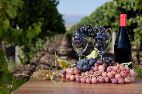 Learn the Art of Wine-Making