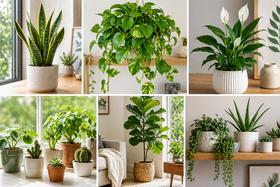 Test Article, Image and Content